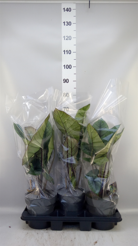 Aloc Platinum 19Ø 60cm