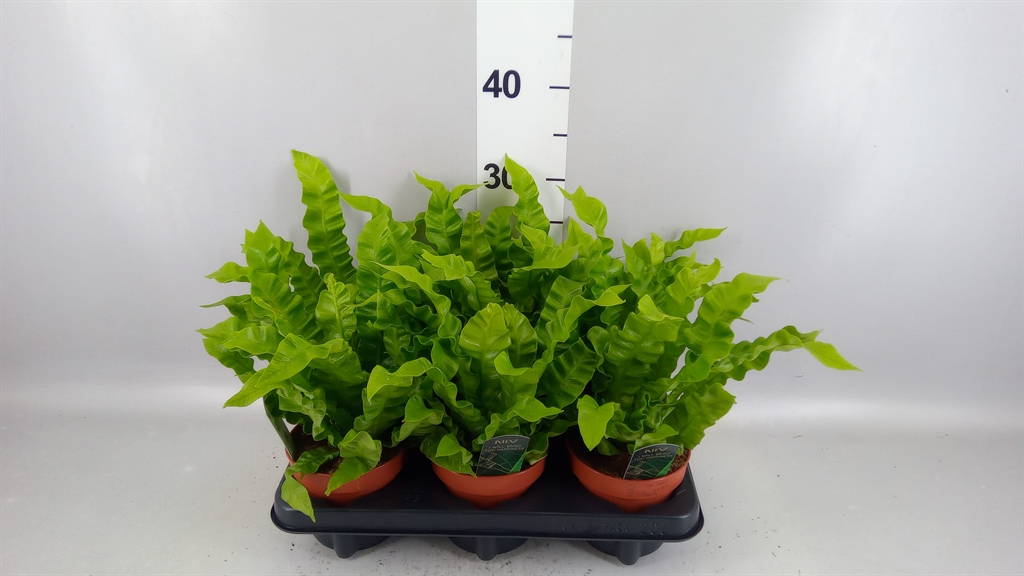 Asplenium Nidus Crispy Wave 12Ø 25cm