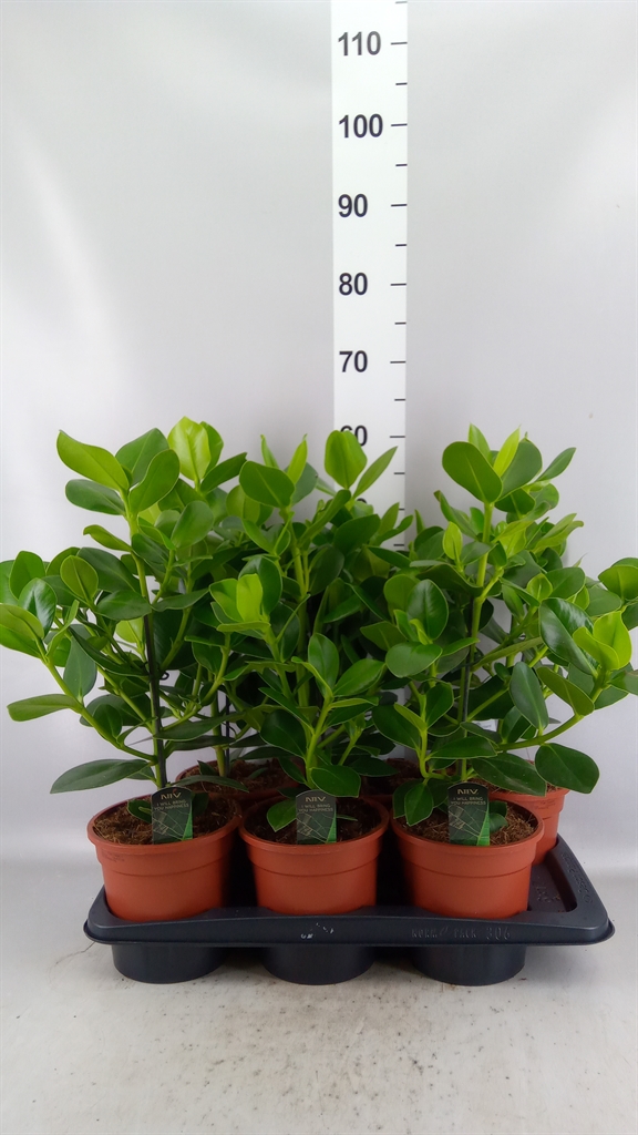 Clusia Princess 17Ø 55cm