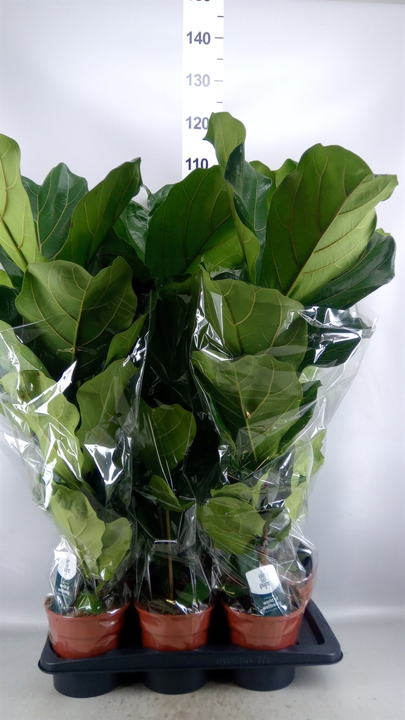 Ficus Lyrata 17Ø 75cm