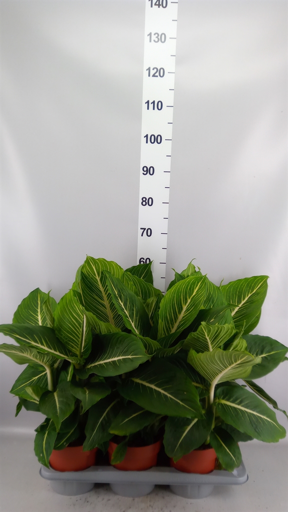 Dieff Seguine Ov 17Ø 50cm