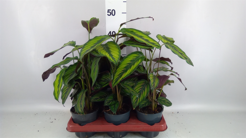 Calathea Beautystar 12Ø 35cm