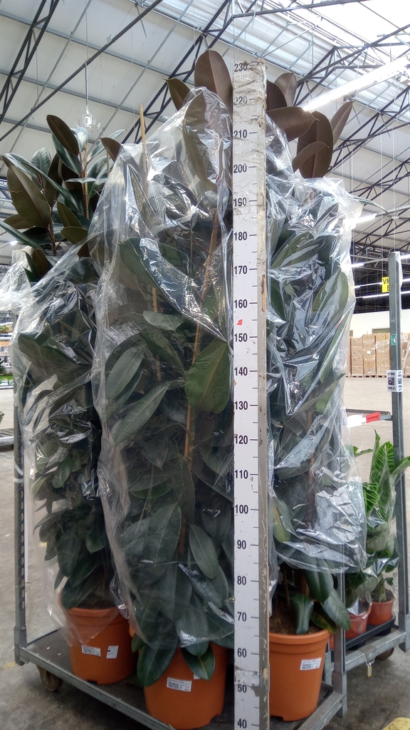 Ficus Abidjan 40Ø 210cm