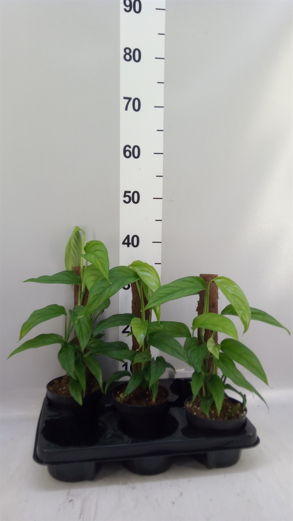 Monstera Obliqua 12Ø 40cm