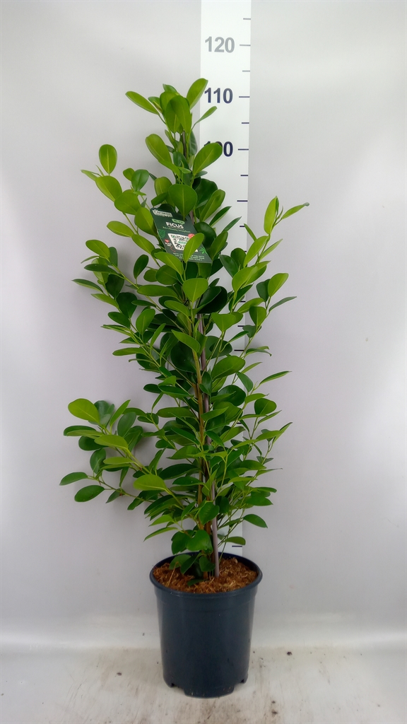 Ficus Microcarpa Moclame 21Ø 105cm