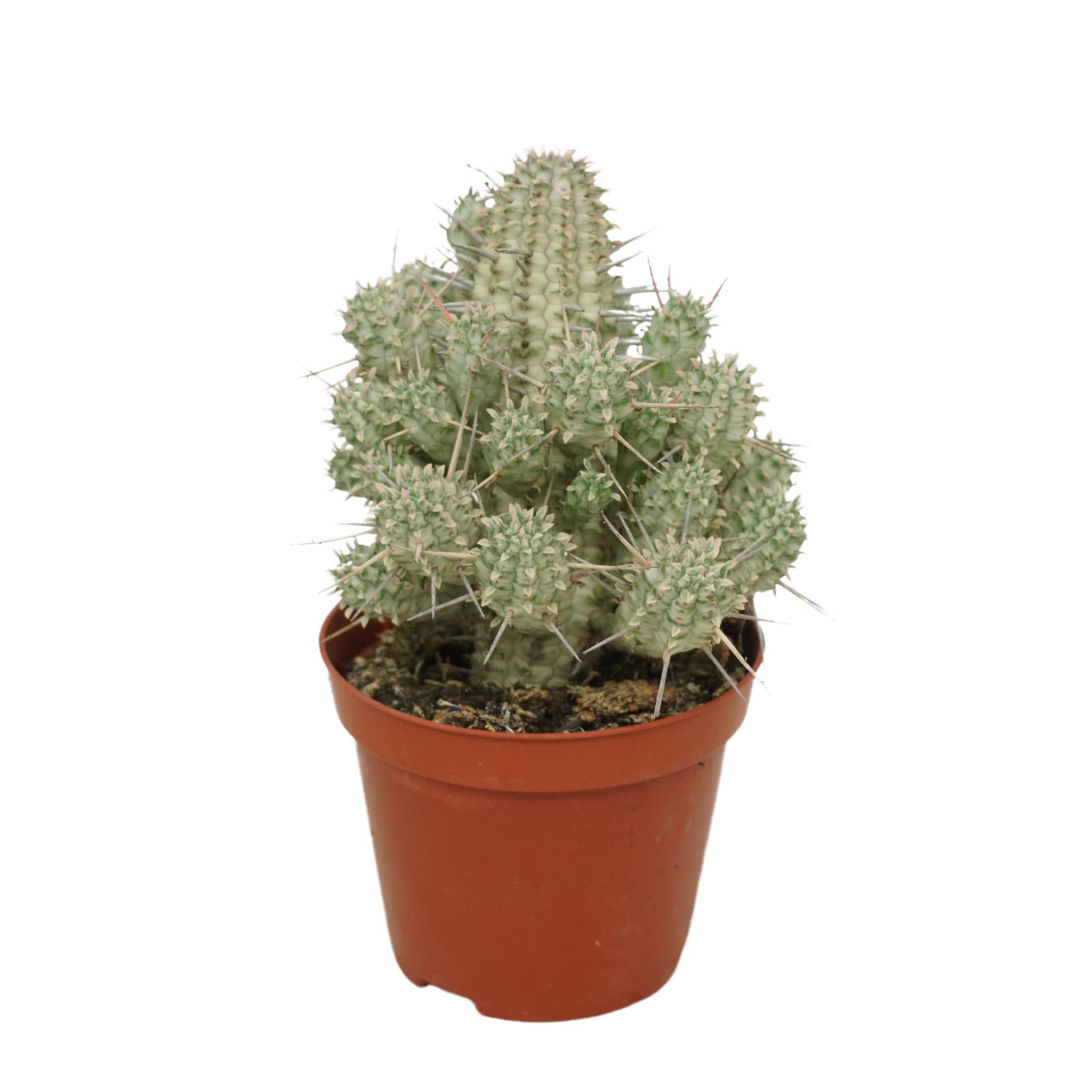 Euphorbia Mammillaris 8Ø 12cm