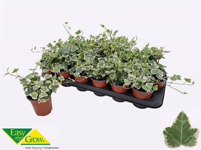 Hedera Helix White Wonder 9Ø 20cm