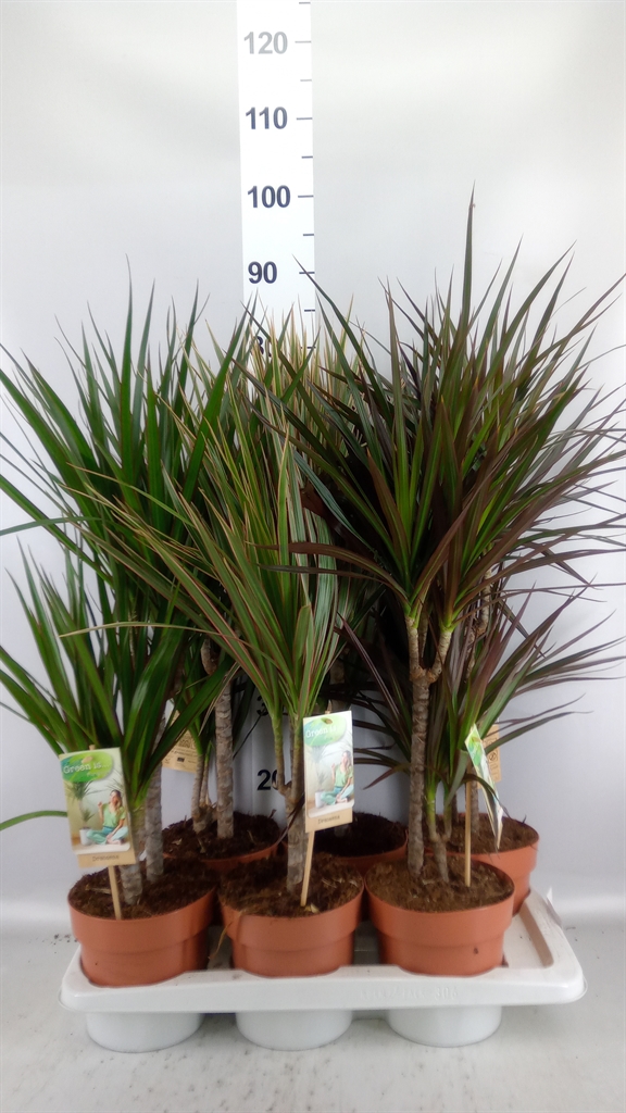Dracaena Mix 17Ø 70cm