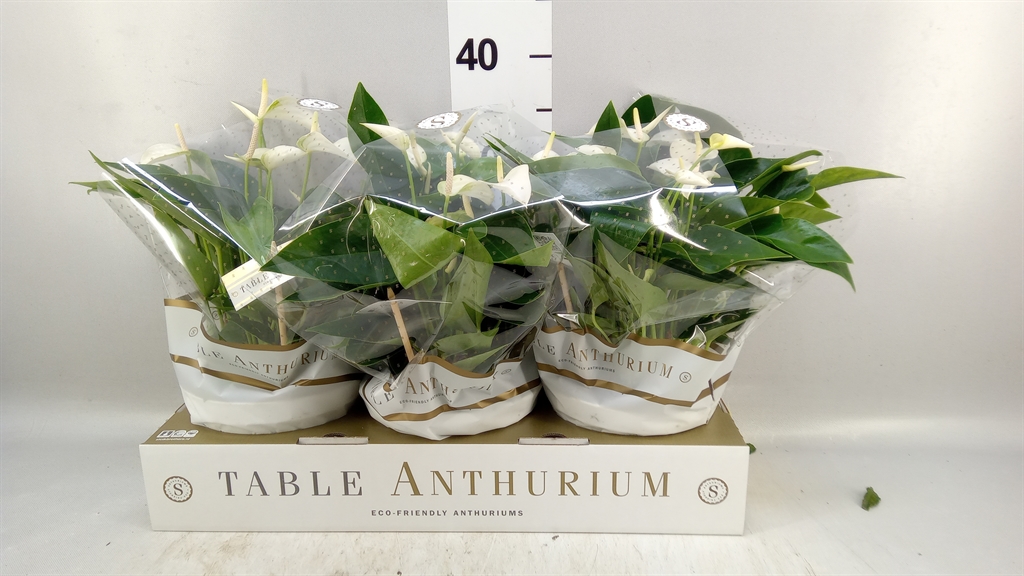 Anthu An White Champ 17Ø 30cm