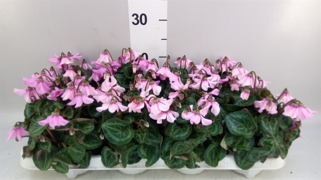 Cyclamen Super Serie Pettico 10Ø 20cm