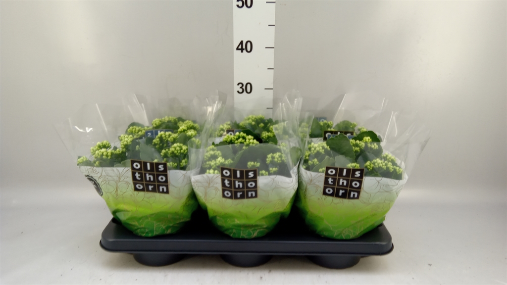 Kalanchoe Double Whites White 15Ø 24cm