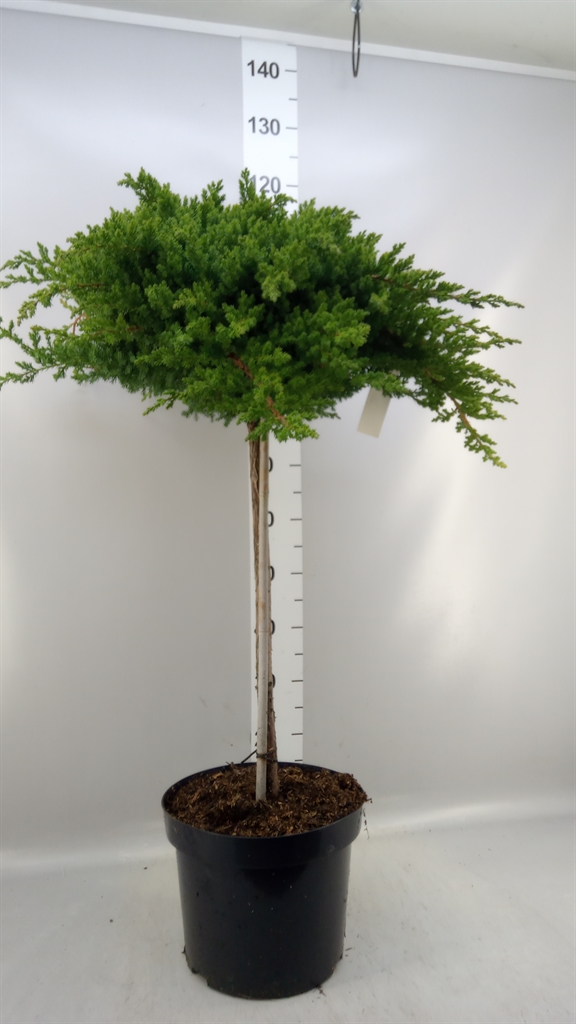 Juni Pr Nana 28Ø 80cm