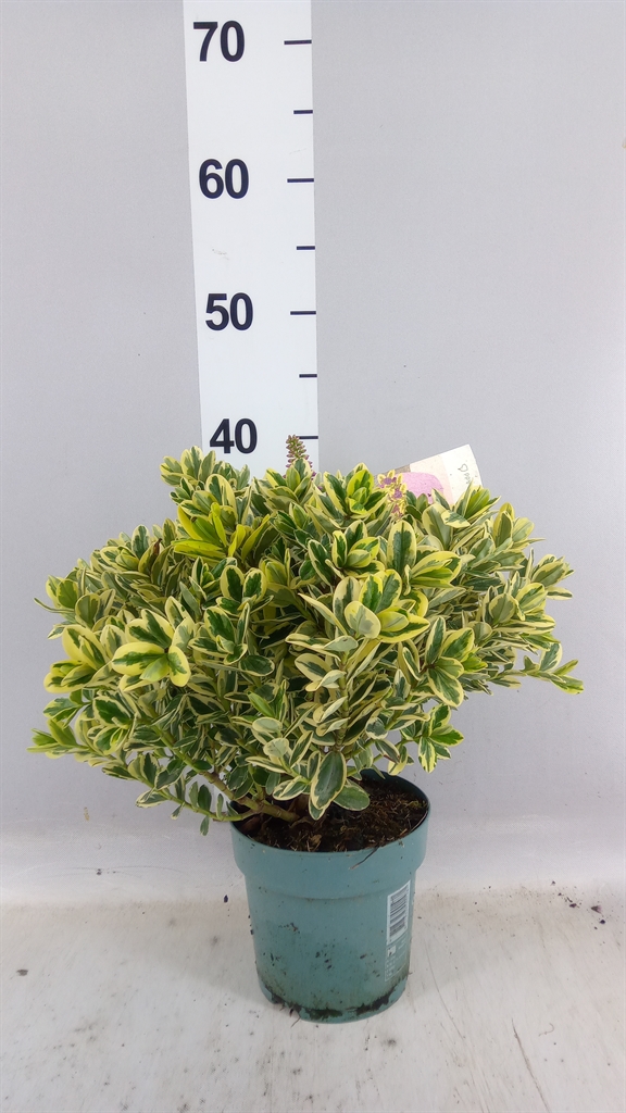 Hebe Katrina 15Ø 40cm