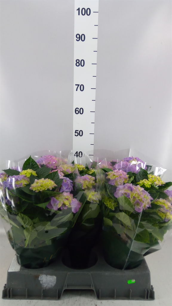 Hydrangea Hi Halo 14Ø 38cm 7bl