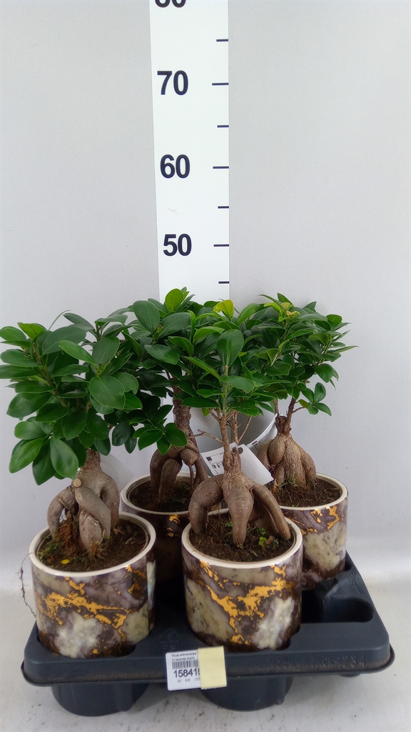 Ficus Microcarpa Ginseng 14Ø 35cm