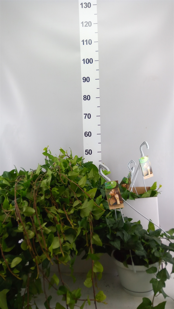 Hedera Helix Mein Herz 17Ø 80cm