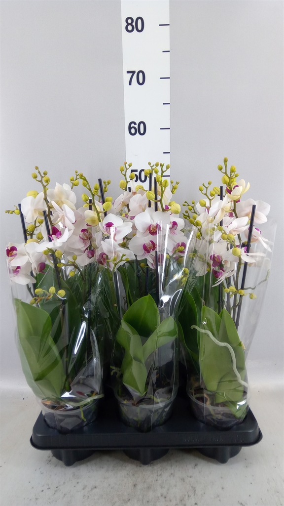 Phalaenopsis Multiflora Safe Haven 12Ø 47cm 3st