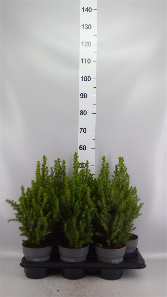 Picea Gl Perfecta 15Ø 55cm