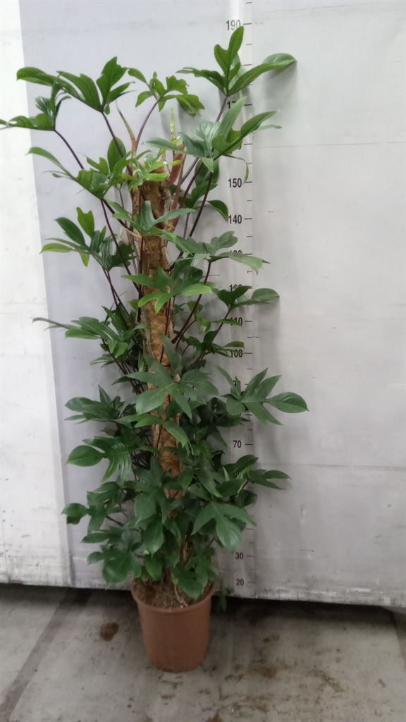 Philodendron Pedatum 27Ø 180cm