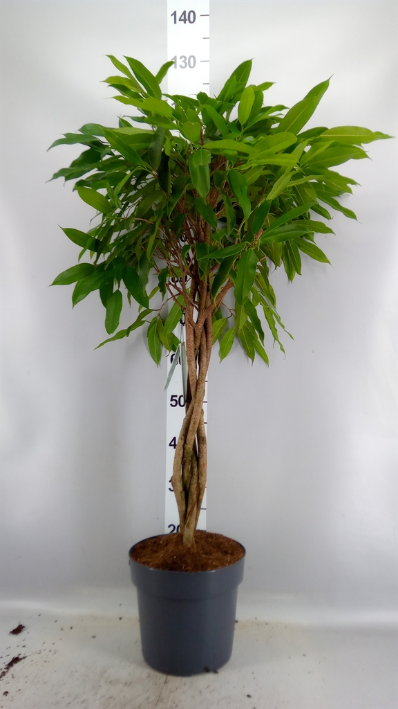 Ficus Amstel King 24Ø 100cm