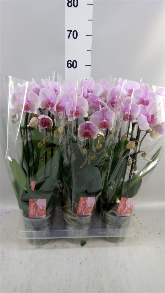 Phal El Cascade 12Ø 45cm