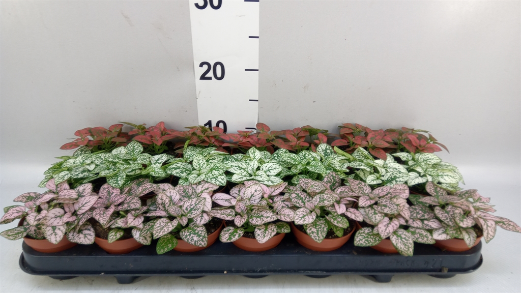 Hypoestes Mix 8Ø 10cm