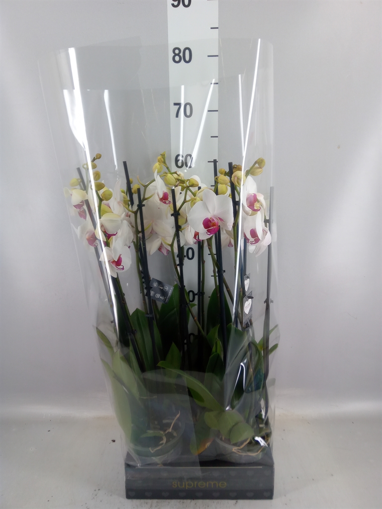 Phalaenopsis Red Lips 12Ø 55cm 3st