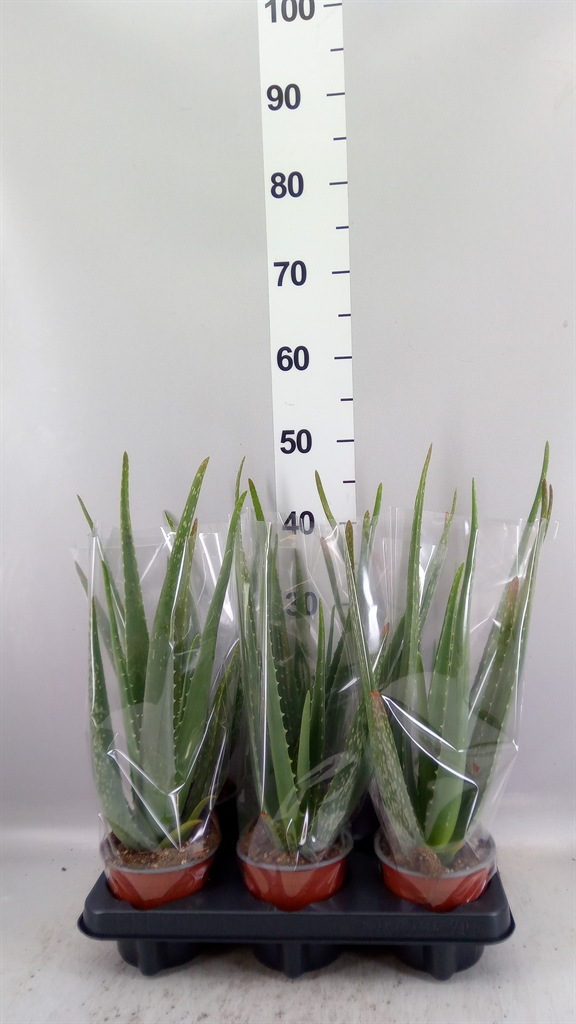 Aloe Vera 12Ø 47cm
