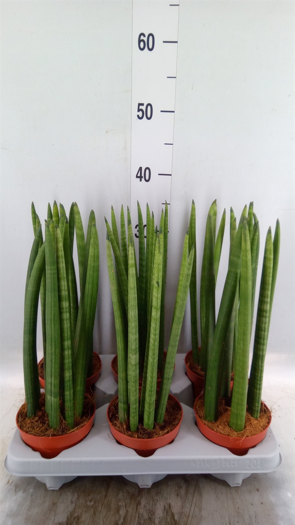 Sansev Cylindrica 12Ø 30cm