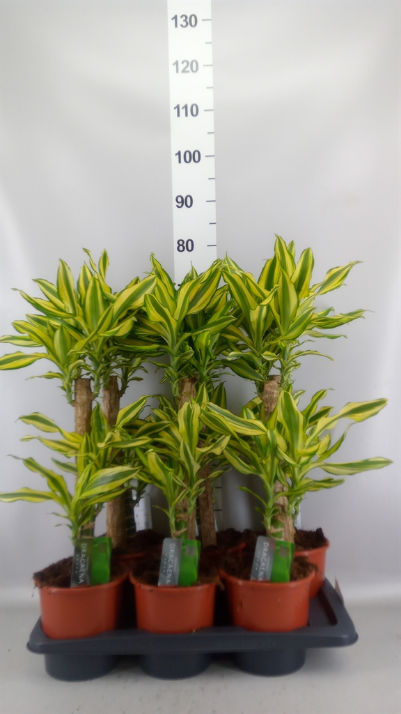 Dracaena Yellow Coast 17Ø 75cm