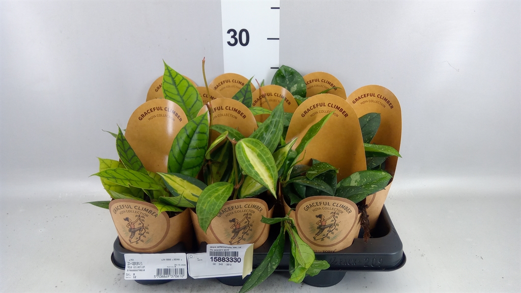 Hoya C Kal 16 11Ø