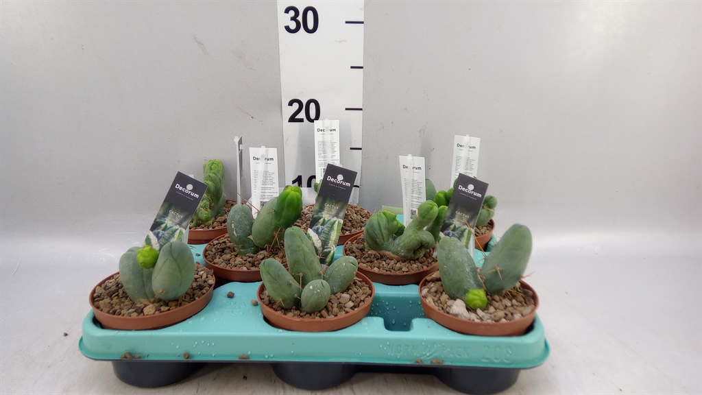 Cactus Overig 510Ø 20cm