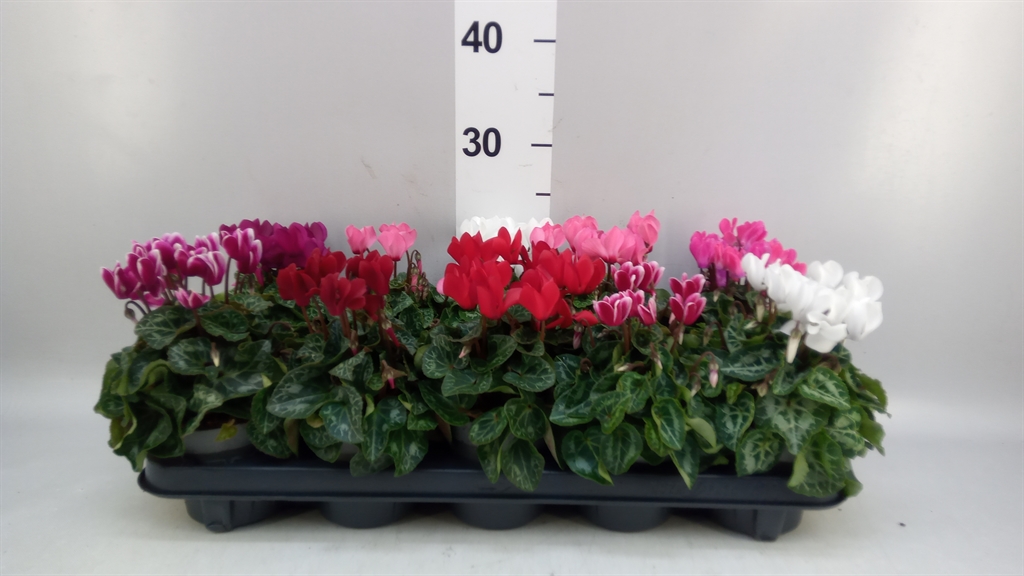 Cyclamen Super Serie Verano 10Ø 23cm