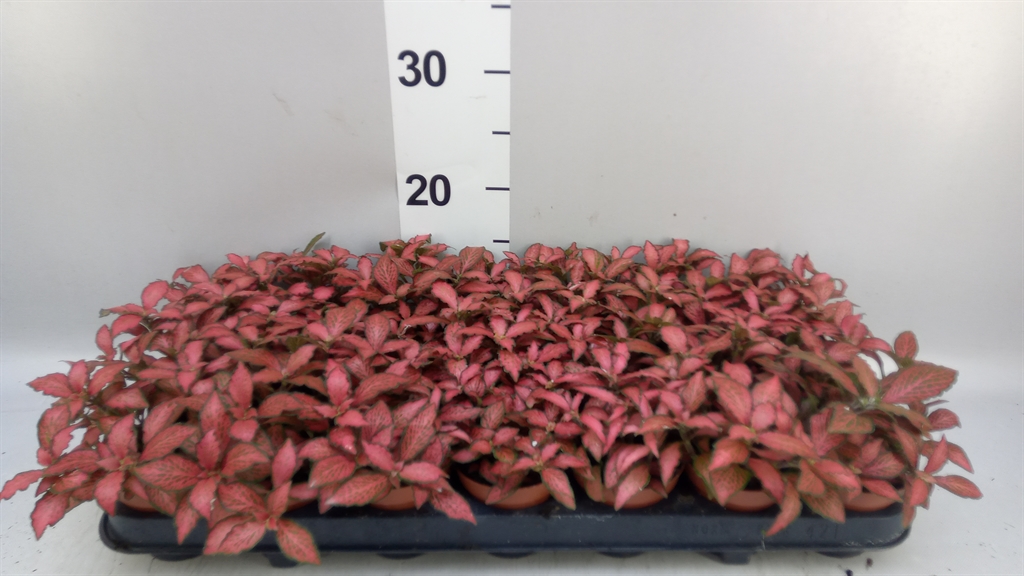 Fittonia Verschaffeltii Red Star 8Ø 12cm