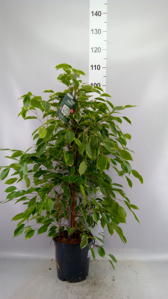 Ficus Benjamina Golden King 21Ø 100cm
