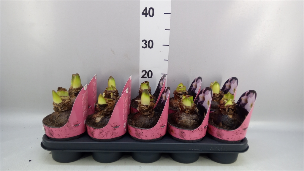 Hippeastrum Picotee 12Ø 25cm