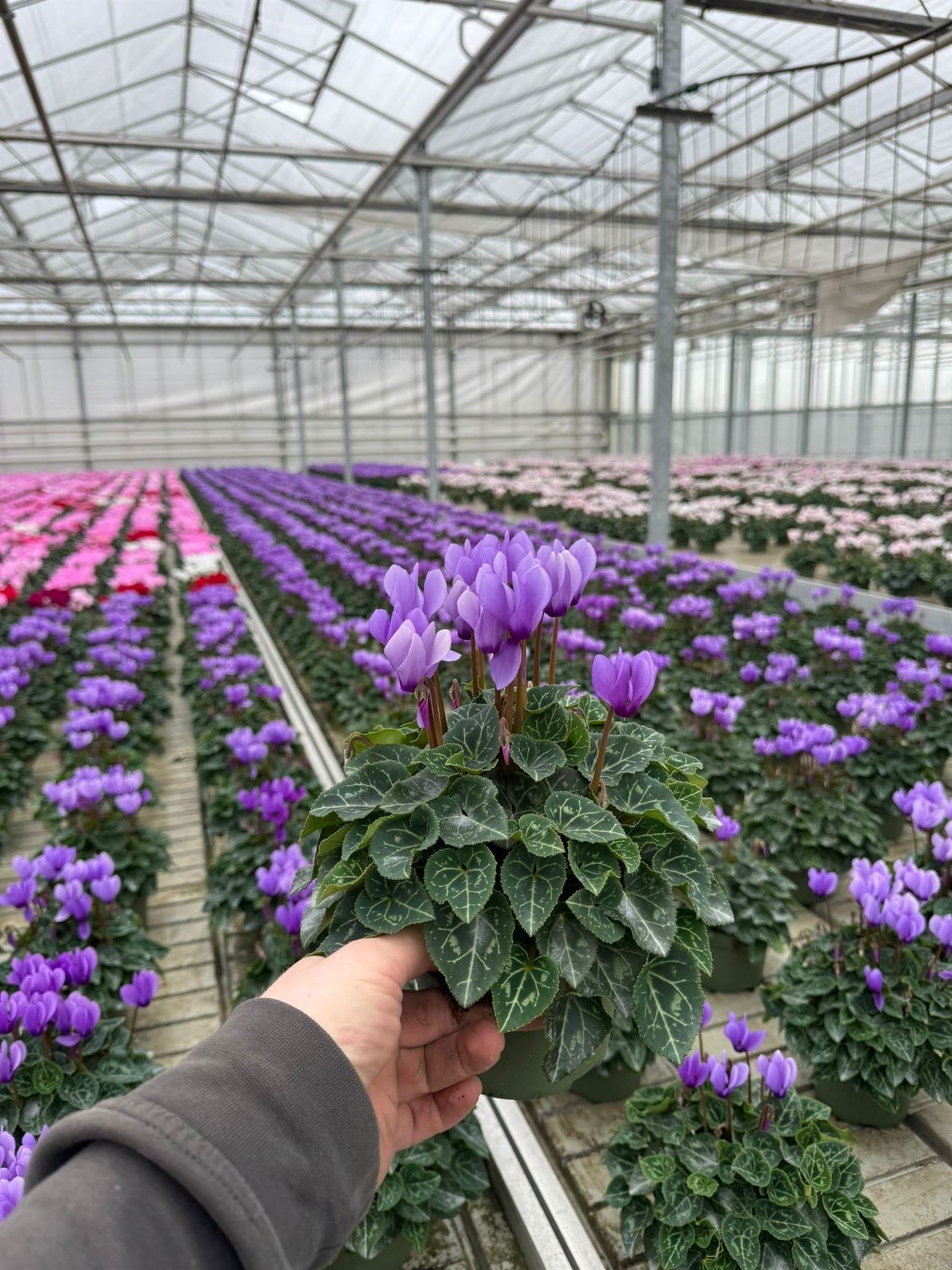 Cyclamen Persicum Ssdblue001 13Ø 30cm