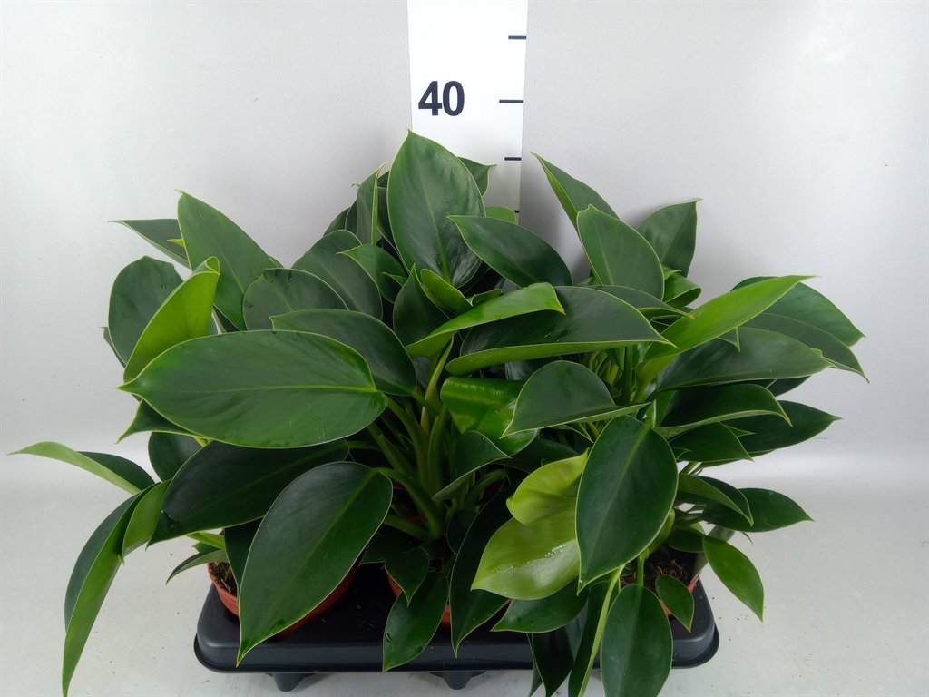 Philodendron Green Princess 12Ø 25cm