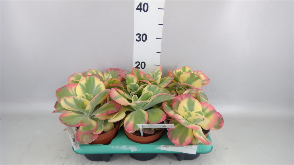 Kalanchoe Thyrsiflora 13Ø 20cm