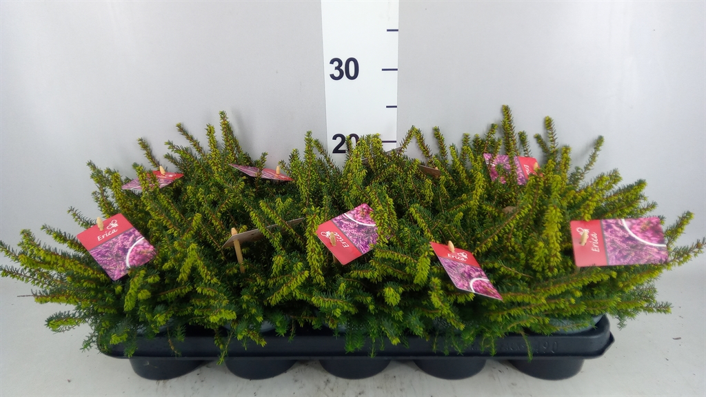 Erica Darleyensis Kramer's Rote 12Ø 20cm