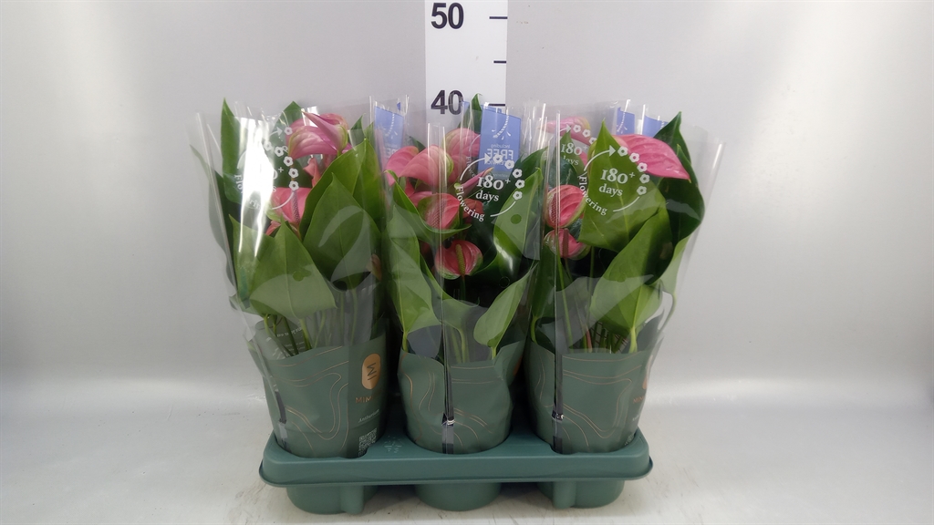 Anthurium Joli 12Ø 40cm