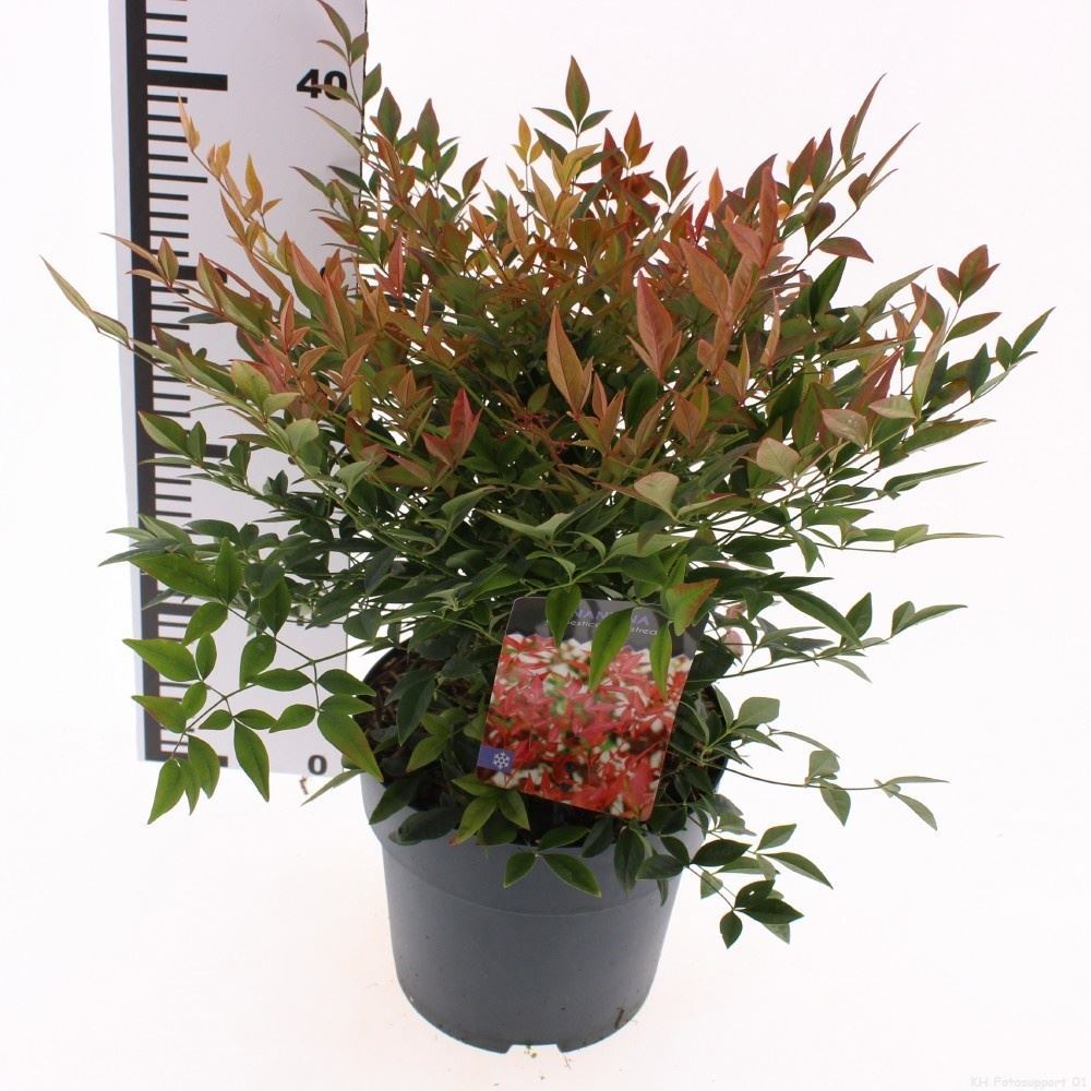 Nandina Domestica 19Ø 55cm