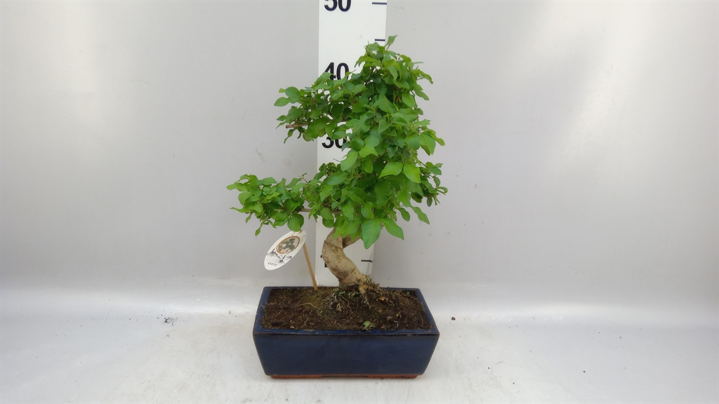 Bonsai Mix 25Ø 35cm
