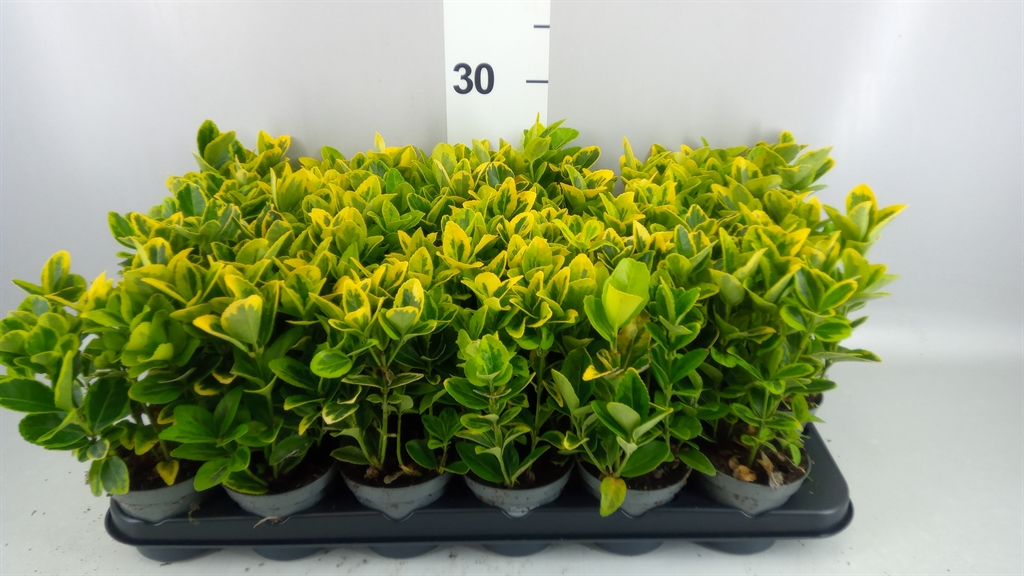 Euonymus Aureus 9Ø 19cm
