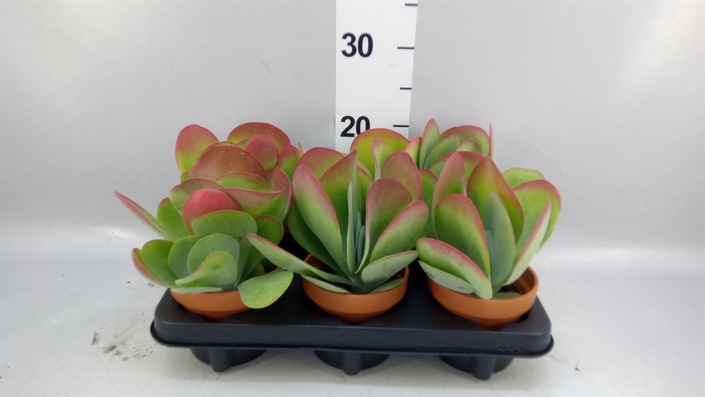 Kalanchoe Thyrsiflora 11Ø 19cm