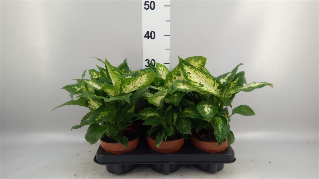 Dieffenbachia Compacta 12Ø 40cm