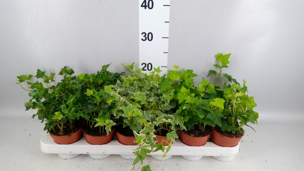 Hedera Helix Mix 9Ø 5cm