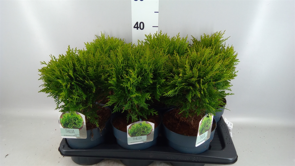 Thuja O Danika 17Ø 30cm