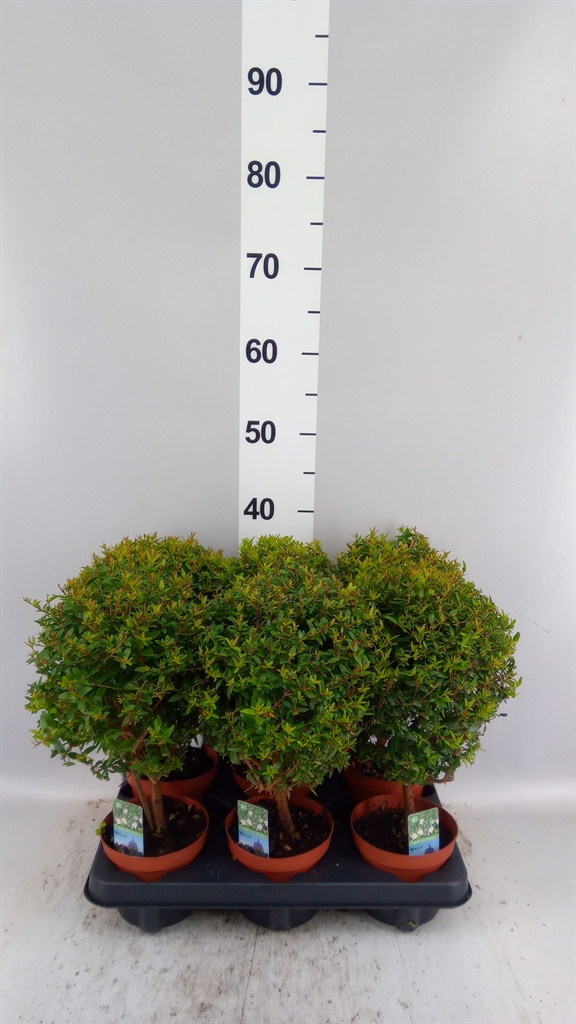 Myrtus Communis 12Ø 30cm