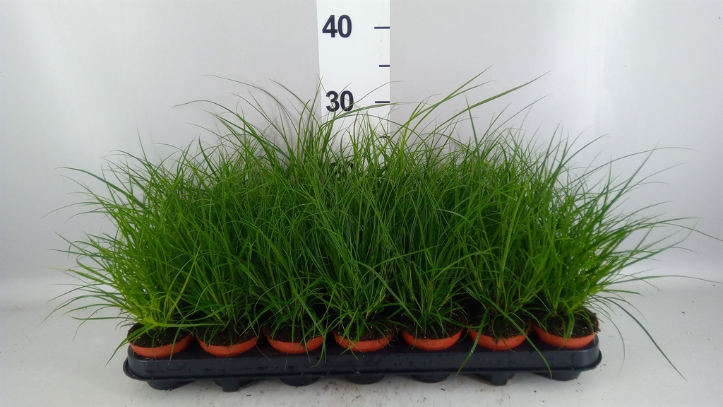 Carex Brunnea 8Ø 20cm